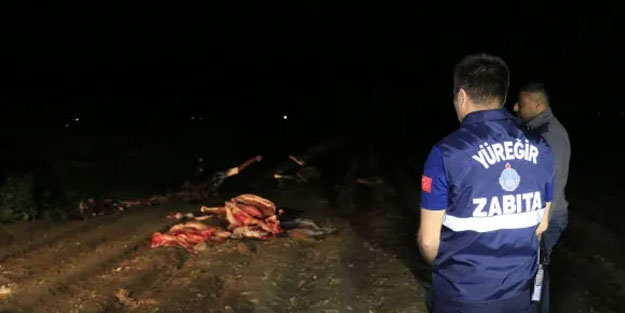 Adana’da kesilmiş atlar ele geçirildi