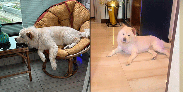 Adana'da 'kıskanç köpek' sahibinin bacağını parçaladı!