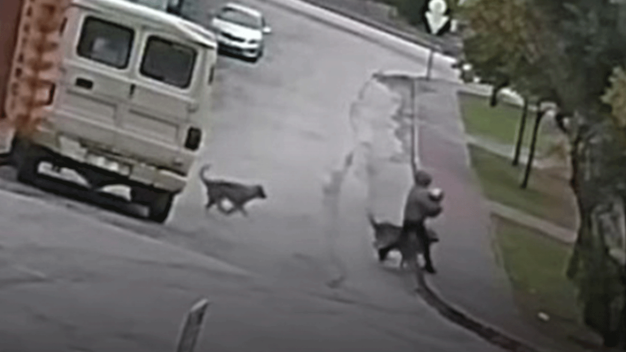 Adana'da korku dolu anlar: Kurt köpekleri küçük çocuğun peşine düştü!