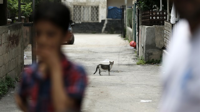 Adana'da kuduz korkusu