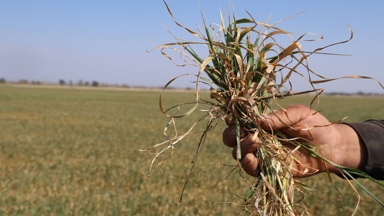 Adana’da kuraklık tehlikesi! Çiftçiler alarm verdi, obruk riski kapıda