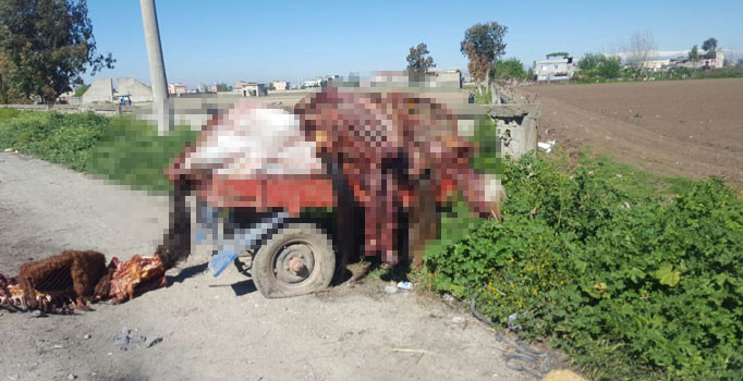 Adana'da mide bulandıran görüntü!