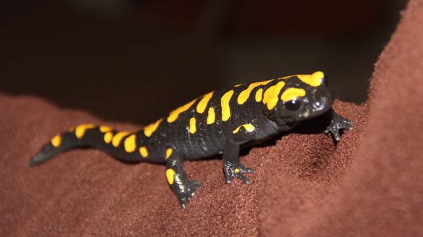 Adana'da nesli tükenmekte olan 