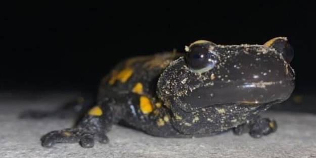 Nesli tükenmekte olan "semender" bulundu