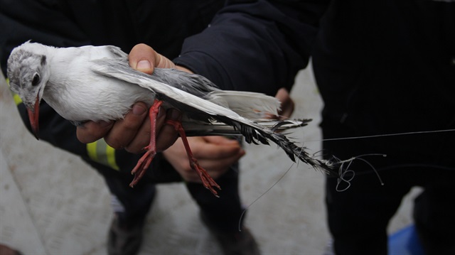 Adana'da oltaya balık değil martı takıldı