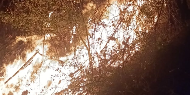 Adana'da orman yangını