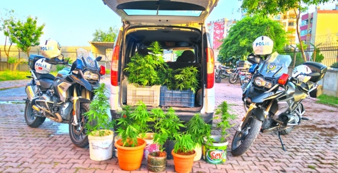 Adana'da panelvandaki saksılarda 19 kök Hint keneviri ele geçirildi