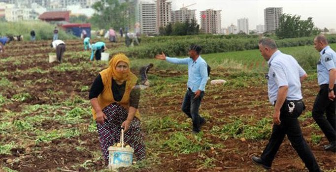 Adana'da patates tarlasını talan edenleri polis zorla uzaklaştırdı
