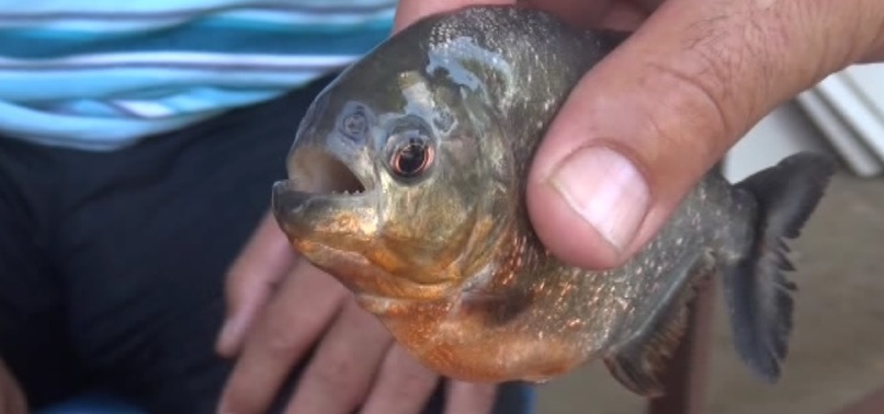 Adana'da pirana paniği: Balıkçıya saldırdı