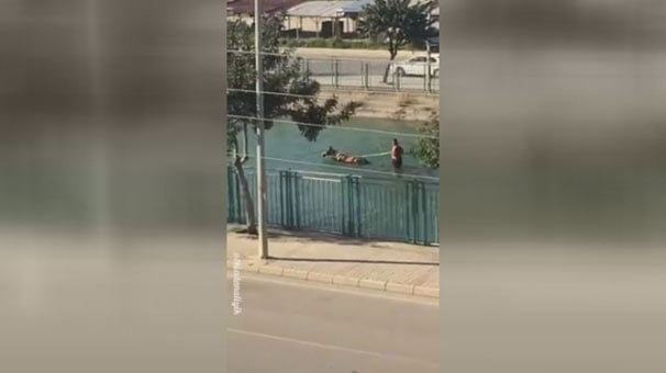 Adana'da şaşırtan görüntü! Su kanalında at arabasıyla gezintiye çıktılar...