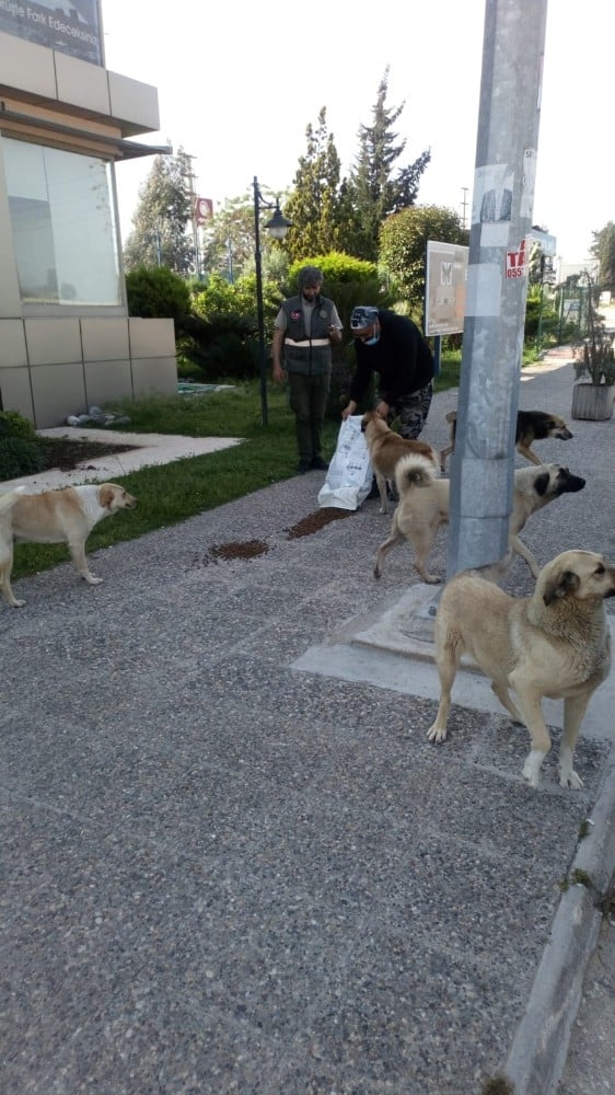 Adana’da sokak hayvanları aç bırakılmıyor 