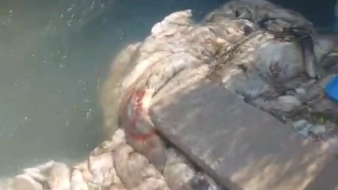 Adana’da sulama kanalları hayvan pislikleriyle doldu taştı