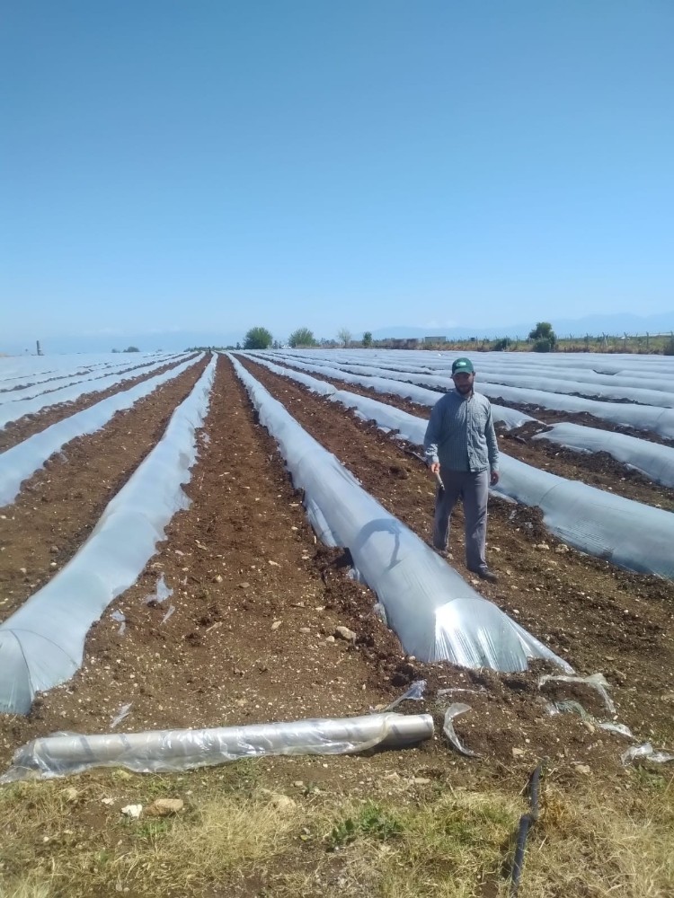 Adana’da tarımsal üretim devam ediyor 