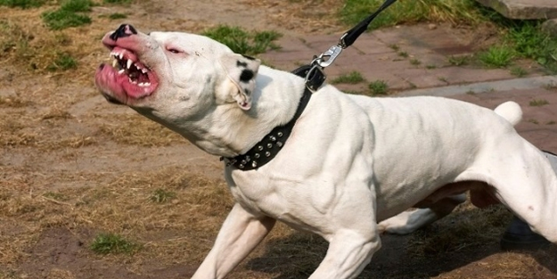 Adana’da tehlikeli ırk köpek sahibi 37 kişiye para cezası