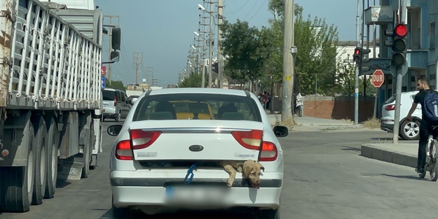 Adana'da tepki çeken görüntü! 40 derece sıcakta otomobilin bagajında köpek taşıdı!