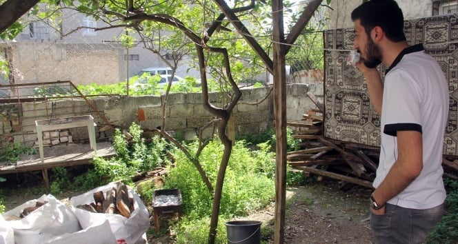 Adana'da tilki paniği