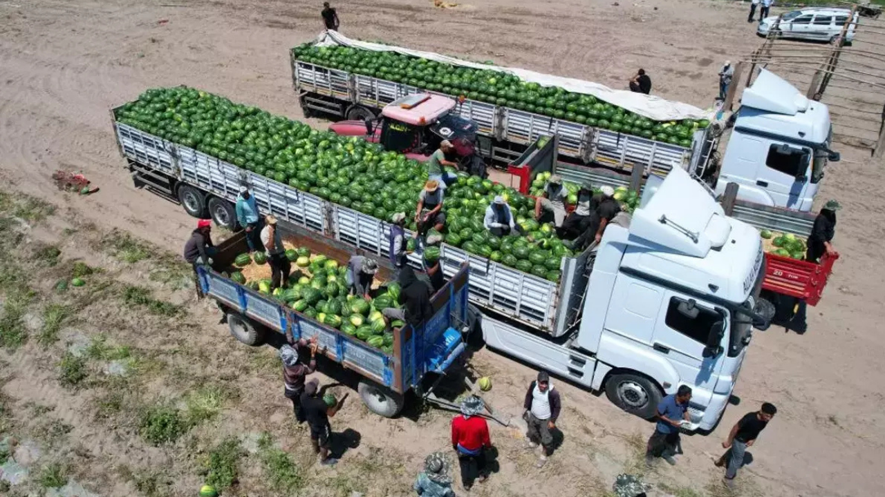 Adana’da üretiliyor, dünya markası olma yolunda: 150 bin dönümlük hasat başlıyor!