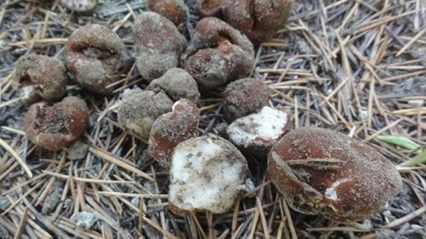 Adana'da yeni mantar türü bulundu