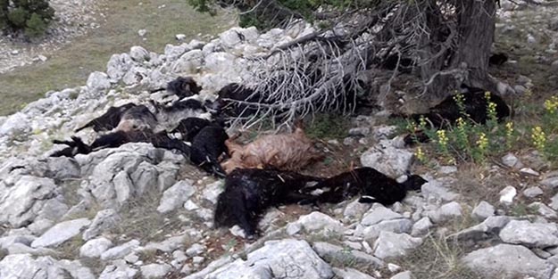 Adana'da yıldırım düştü! 75 koyun telef oldu