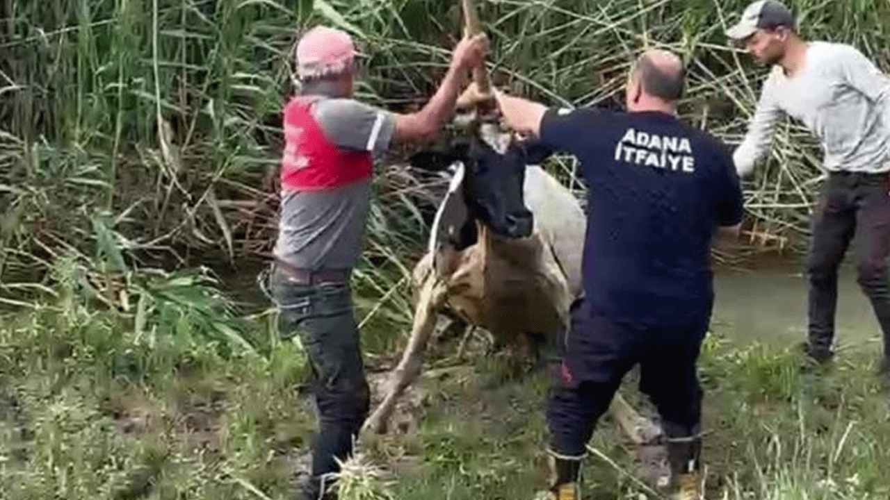 Adanalılar masum can için seferber oldu