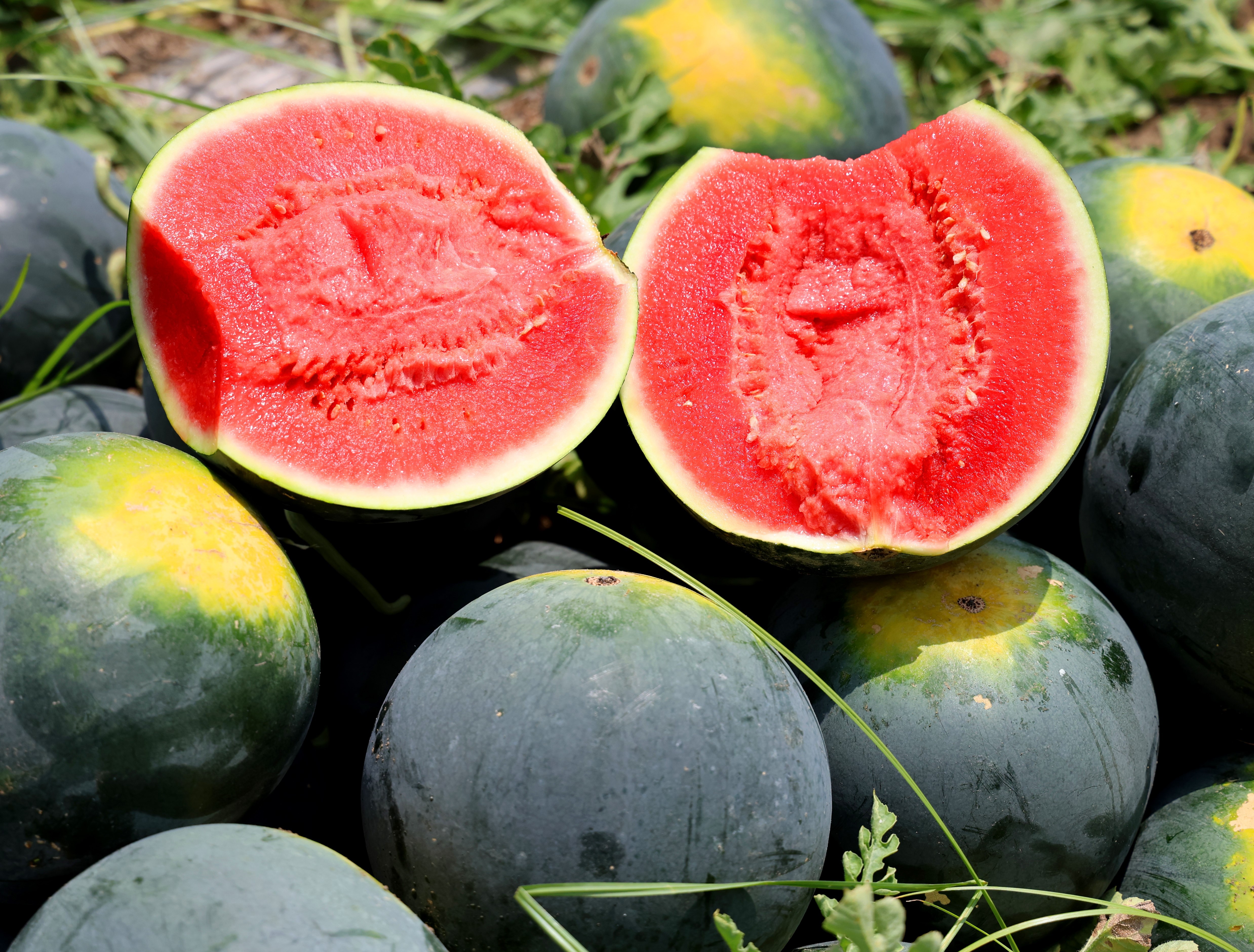 Adana'nın çekirdeksiz karpuzu Avrupa sofralarını süslüyor