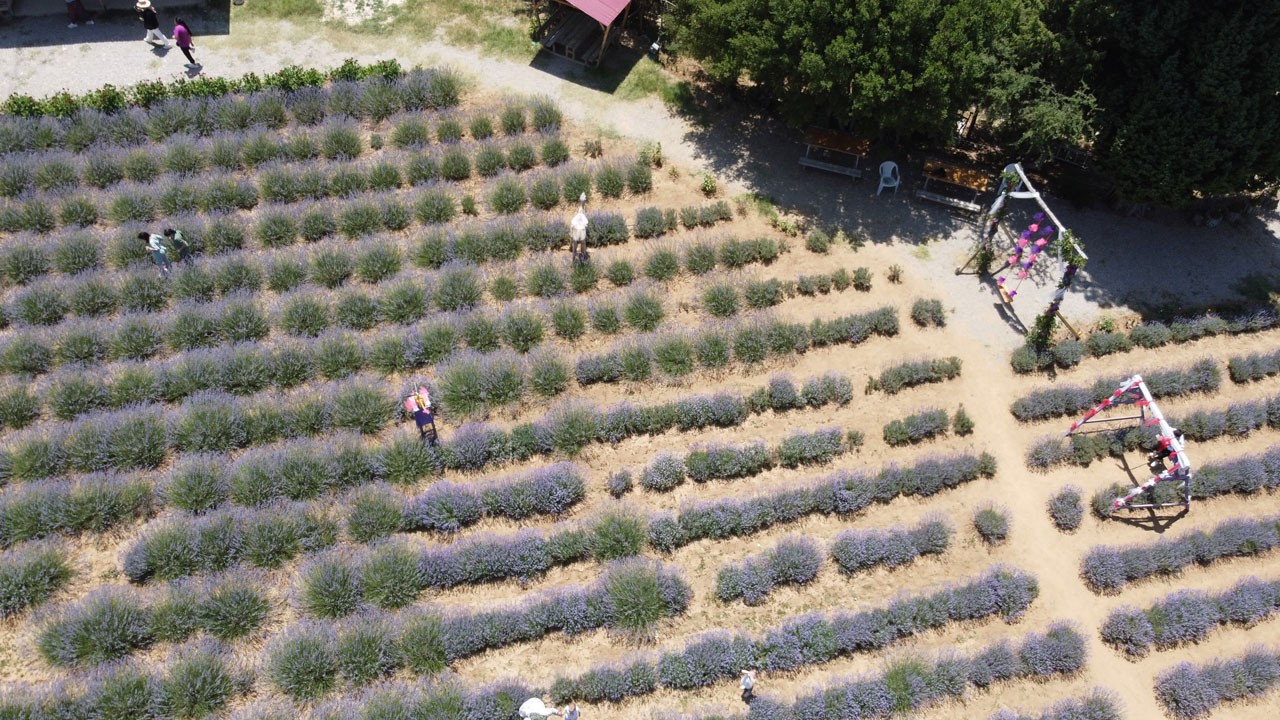 Adana’nın dağ köyleri lavanta kokuyor