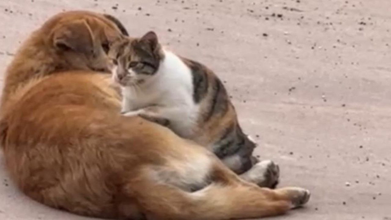 Adeta masaj yapıyor! Kedi ve köpeğin sevimli dostluğu kamerada