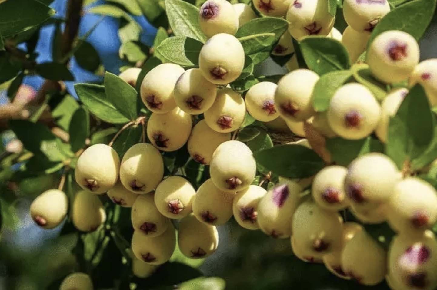 Adeta şifa deposu! Nelere iyi gelmiyor ki! Bu meyveyi herkesin bir an önce keşfetmesi gerekiyor! Damarlarda kolesterolden eser bırakmıyor!