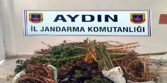Saksıda çiçek yerine kenevir yetiştirdiler