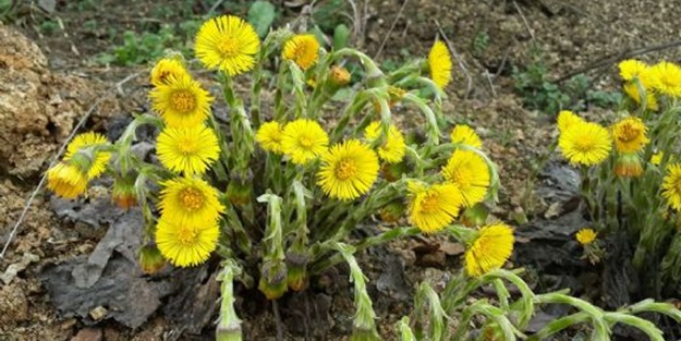 Adı üstünde öksürük otu