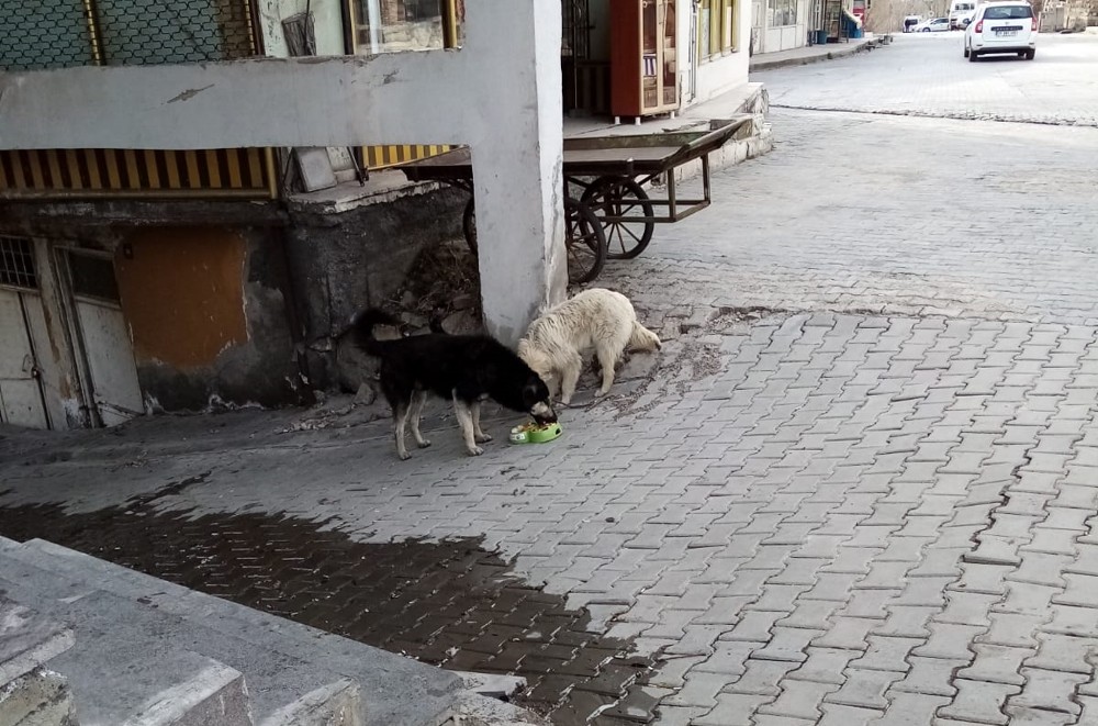 Adilcevaz Belediyesi sokak hayvanlarını unutmadı 