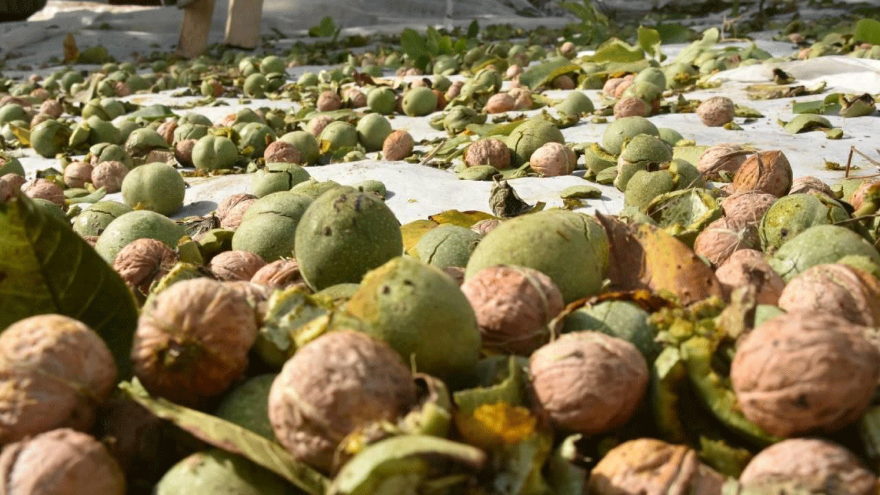 Adilcevaz cevizi hasadı başladı! Dünya çapında üne sahip