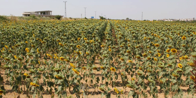 Adım adım yaklaşıyor! Ayçiçeğinde büyük tehlike kapıda