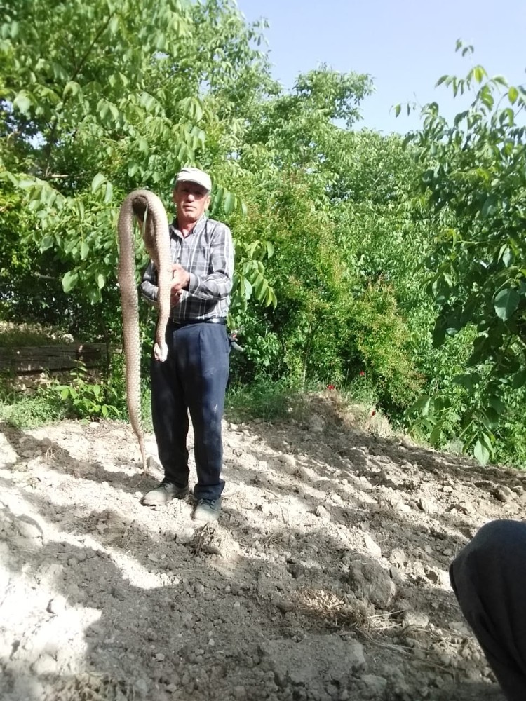 Adıyaman’da 2,5 metre uzunluğunda ki yılan etkisiz hale getirildi 