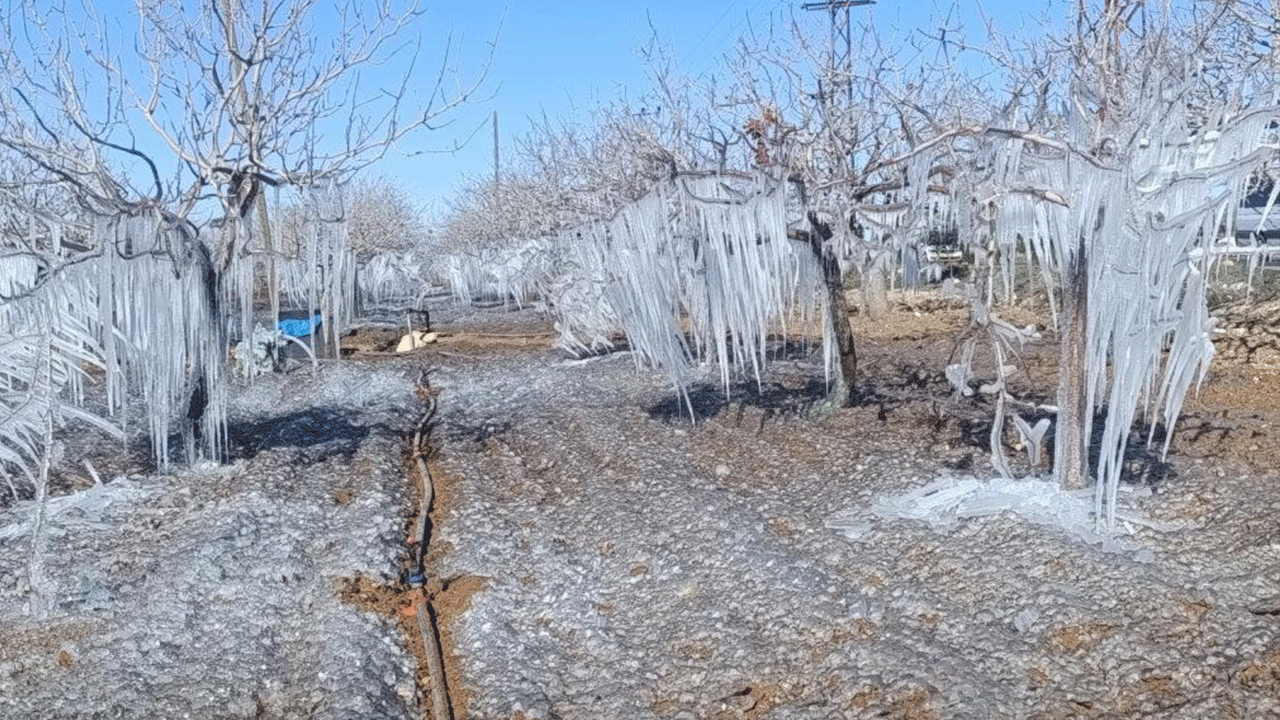 Adıyaman’da fıstık bahçeleri buz tuttu! Soğuk hava tarımı olumsuz etkiledi