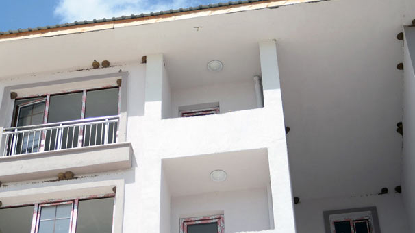 Adıyaman'da kırlangıç yuvaları inşaat çalışmalarını durdurdu