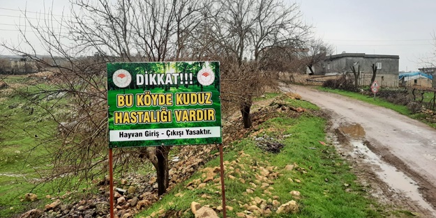 Adıyaman'da kuduz paniği!