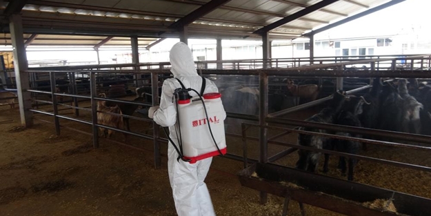 Adıyaman'da kuduzun ardından bir karantina daha!