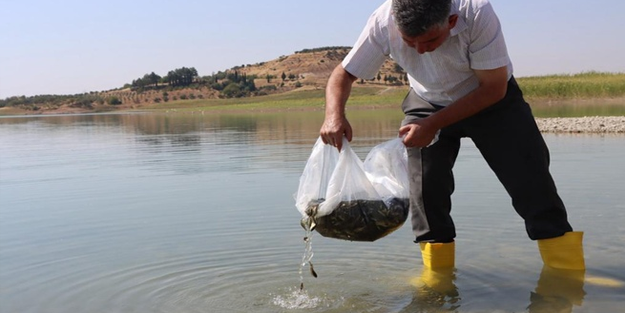 Adıyaman'da milyonlarca yavru balık suya bırakıldı