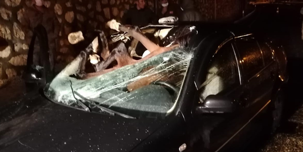 Otomobilin çarptığı at aracın içine girdi