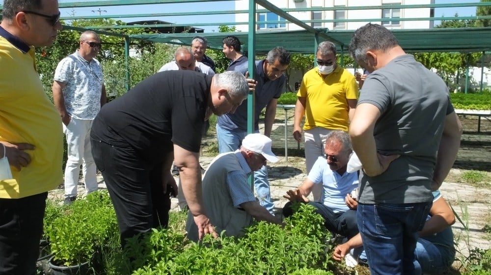Adıyaman’da şeker otu tütüne alternatif olacak 