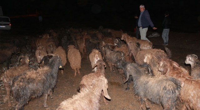 Adıyaman’da sel nedeniyle 120 hayvan telef oldu