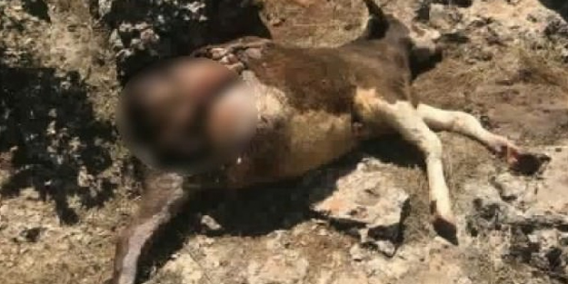 Adıyaman'da Sırtlan paniği! Korkunç halde bulundu