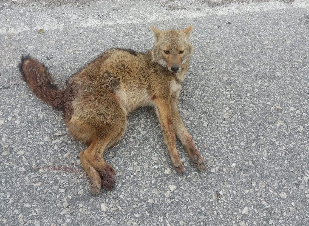 Adıyaman’da tilkiye otomobil çarptı 