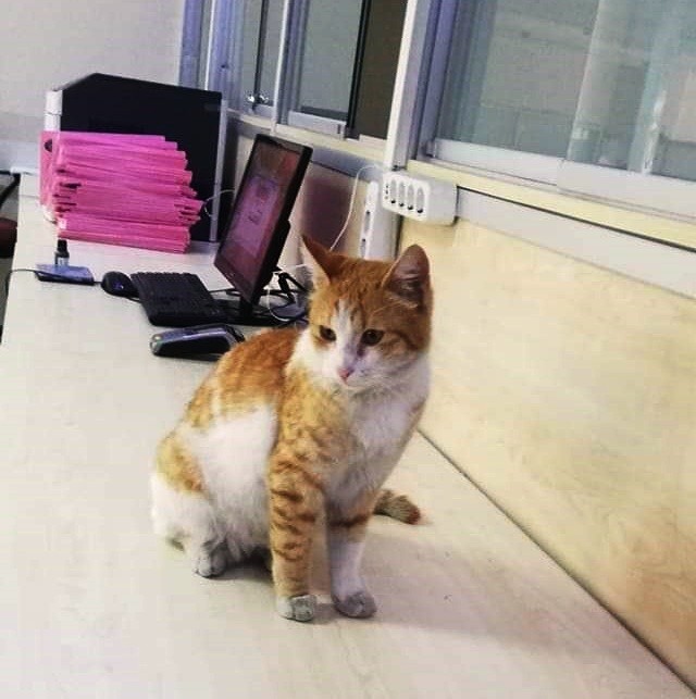 Adliyenin maskotu sevimli kedi cezaevine gönderildi 