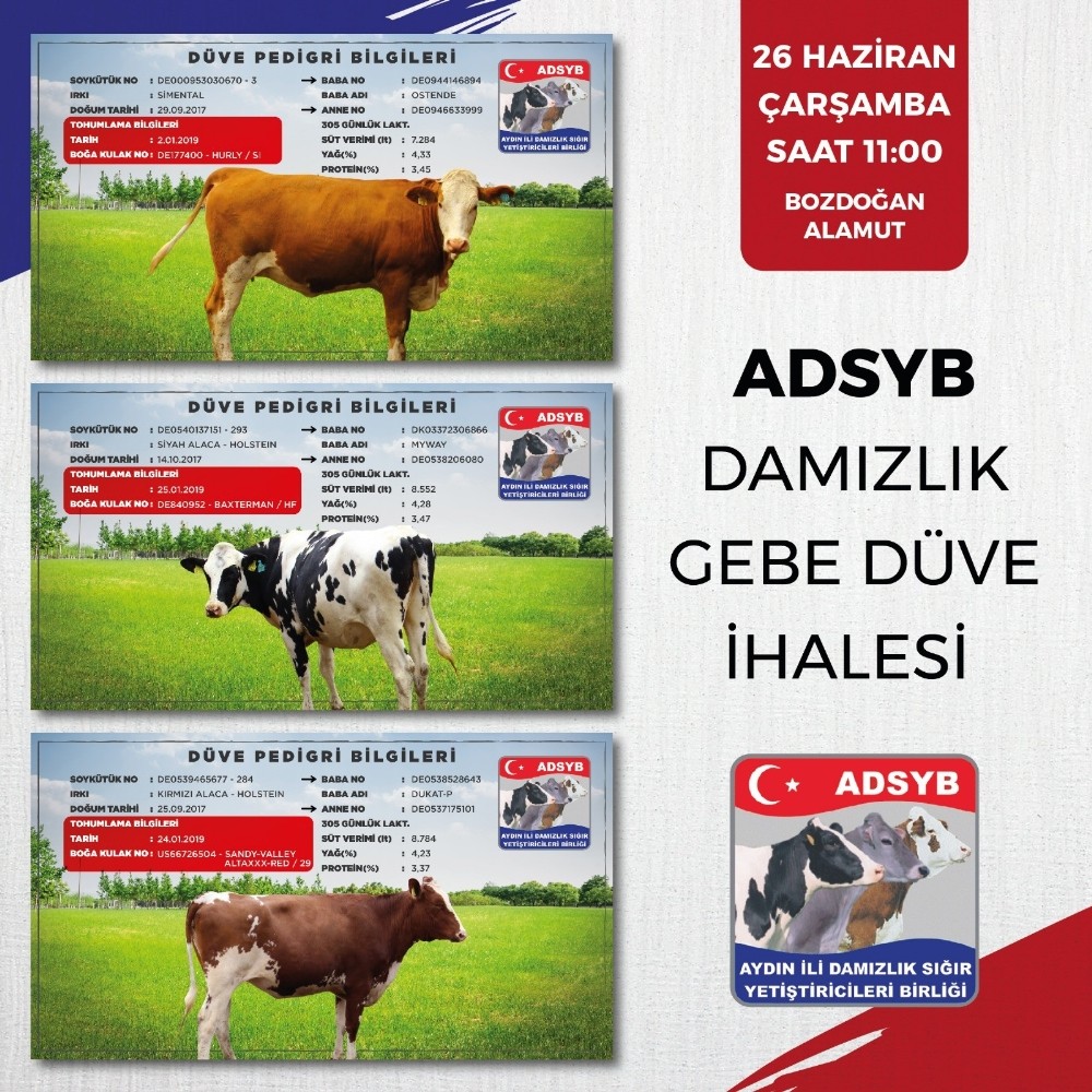 ADSYB Damızlık Düve Merkezinde yetiştirilen ilk parti 68 düve ihaleye çıkıyor 