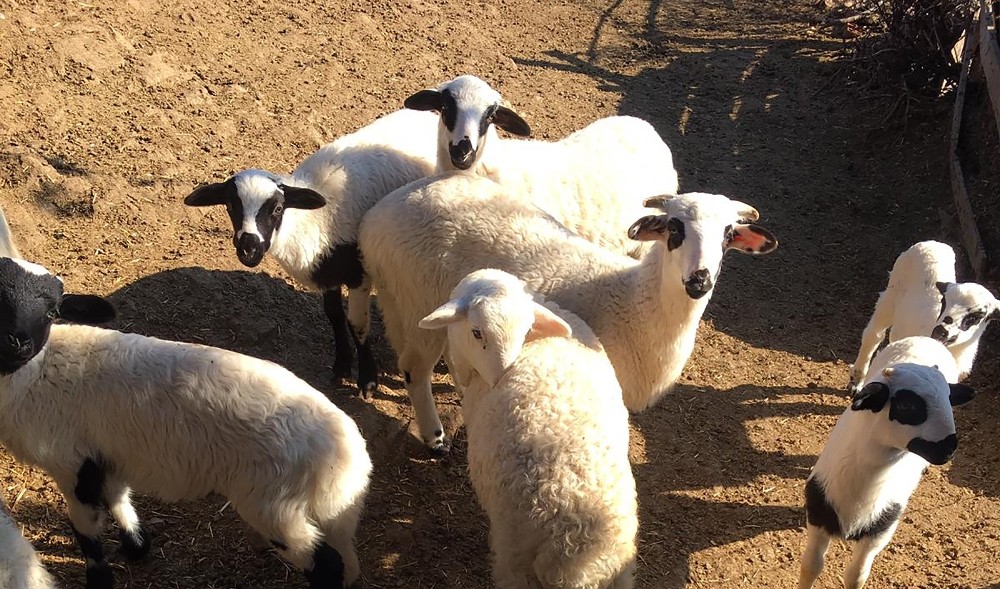 ADÜ akademisyenleri, Balıkesir’de organik tarımı anlattı 