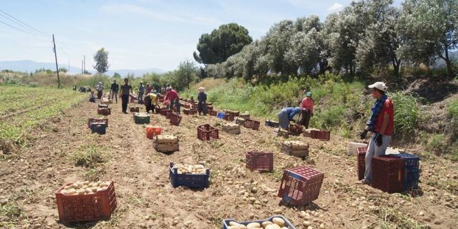 Patates çiftçinin yüzünü güldürecek