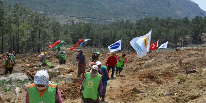 Silifke’deki maden sahasına bin 600 fidan dikildi