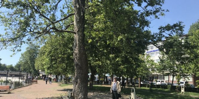 Alaplı’da çınar ağaçları kurumaya yüz tutuyor